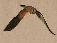 Common Kestrel