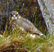 Gyrfalcon