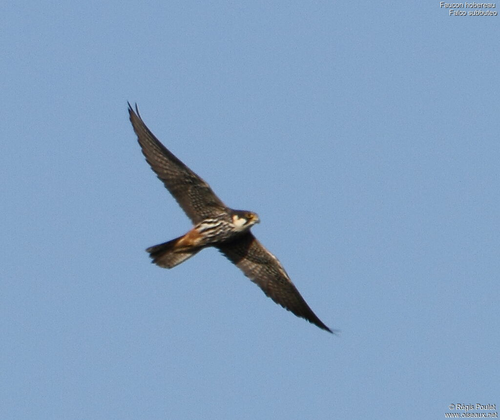 Eurasian Hobby, Flight