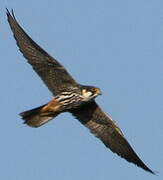 Eurasian Hobby