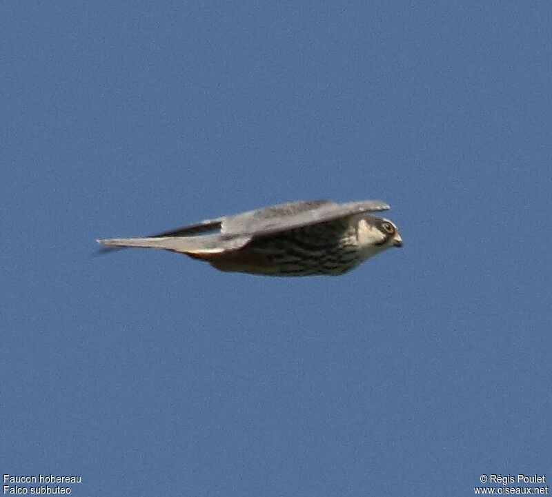 Eurasian Hobby, Flight