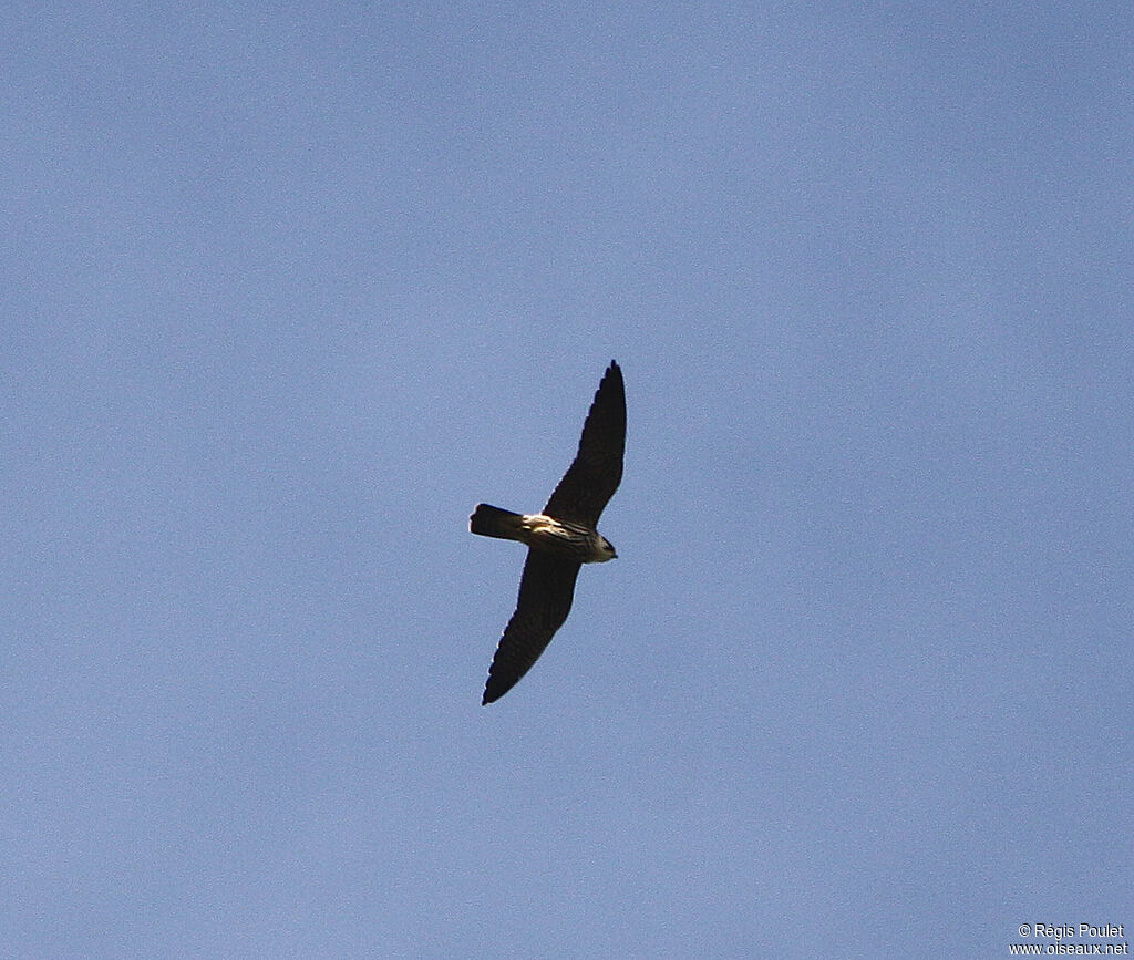 Eurasian Hobby, Flight