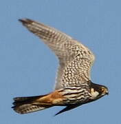 Eurasian Hobby