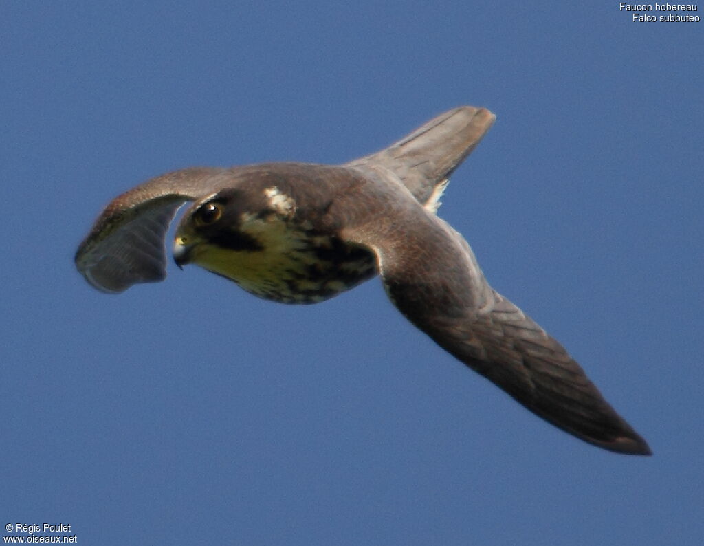 Eurasian Hobby, Flight