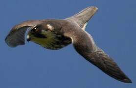 Eurasian Hobby