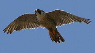 Peregrine Falcon