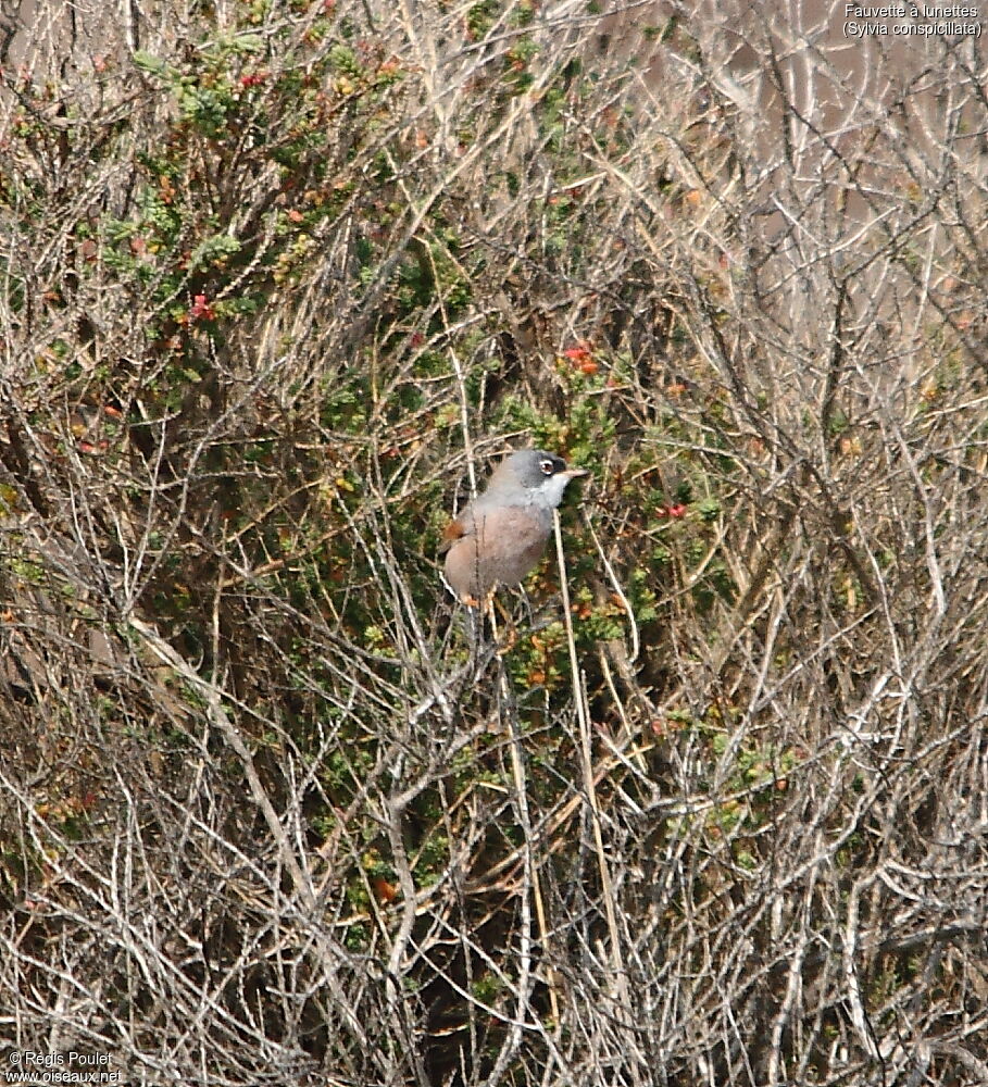 Spectacled Warbler male adult breeding