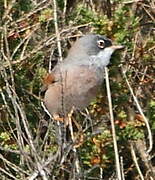 Spectacled Warbler