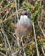 Spectacled Warbler