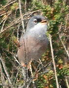 Spectacled Warbler