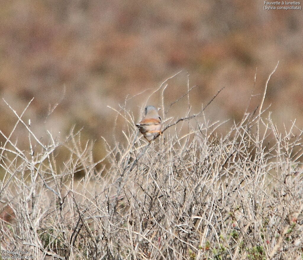 Spectacled Warbler male adult breeding