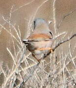 Spectacled Warbler