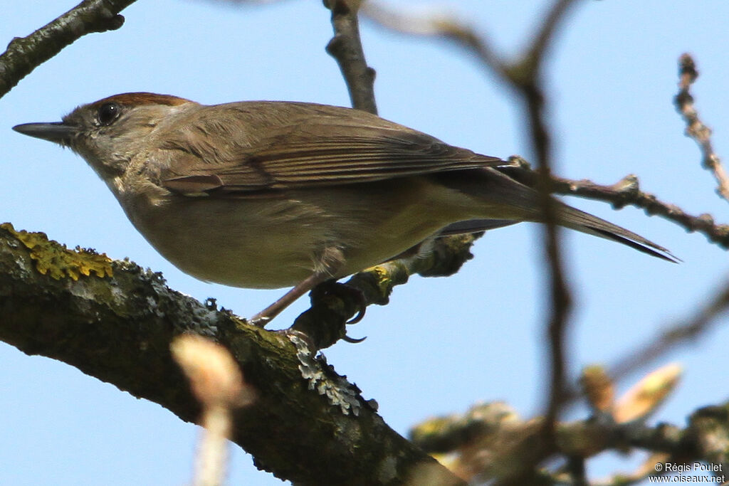 Eurasian Blackcap female adult, identification