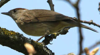 Eurasian Blackcap