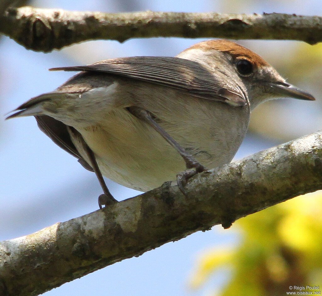 Eurasian Blackcap female adult, identification