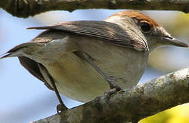 Eurasian Blackcap