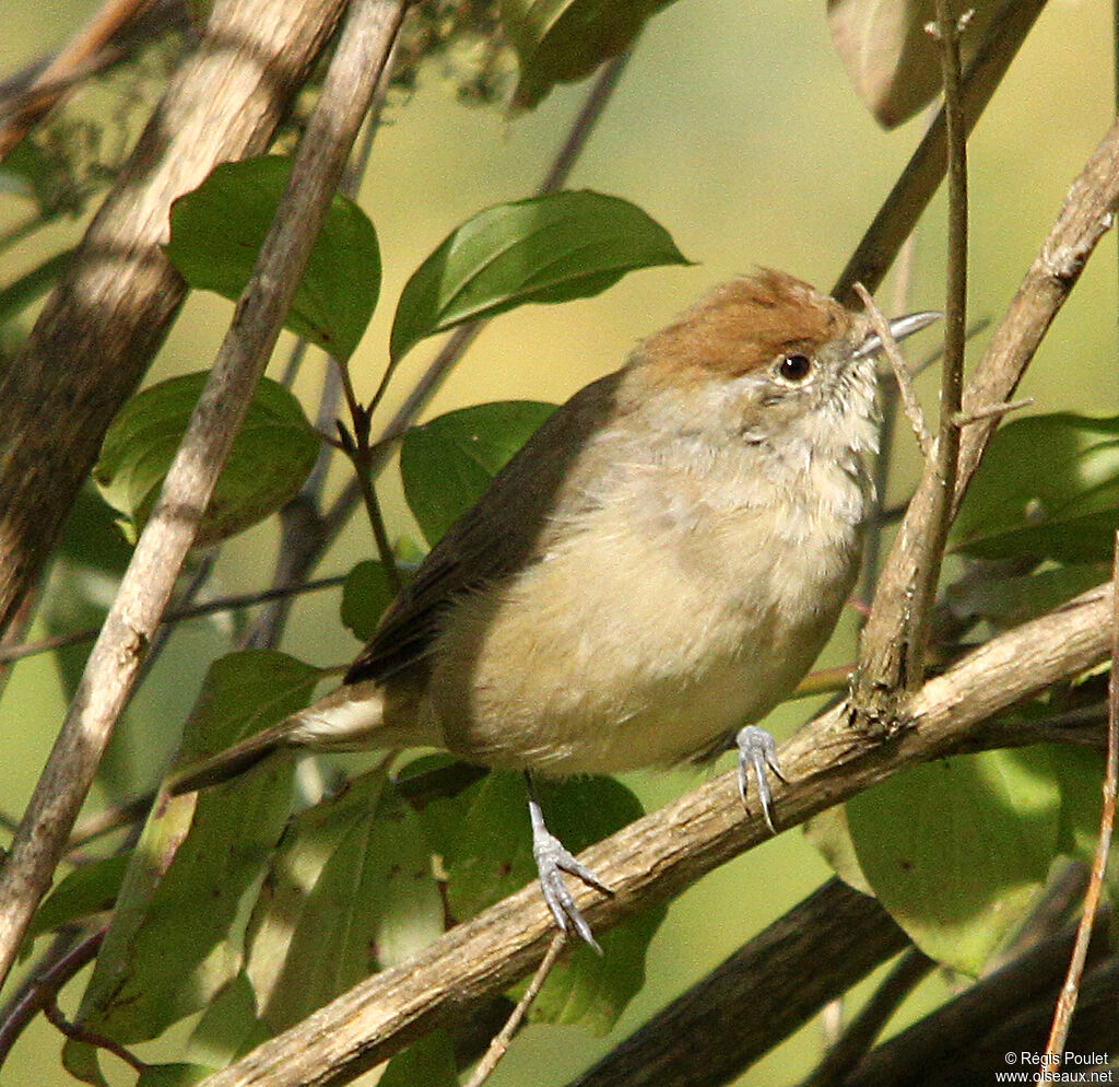 Eurasian Blackcap female adult, identification