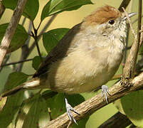 Eurasian Blackcap