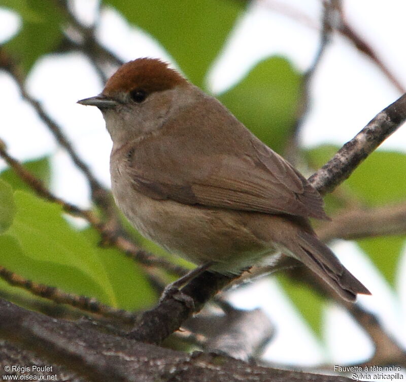 Eurasian Blackcap female adult, identification