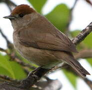 Eurasian Blackcap