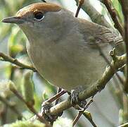 Eurasian Blackcap