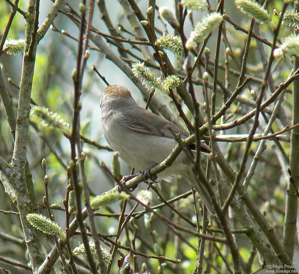 Eurasian Blackcap female adult