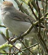 Eurasian Blackcap