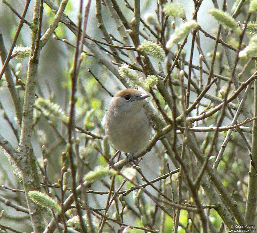 Eurasian Blackcap female adult