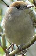 Eurasian Blackcap