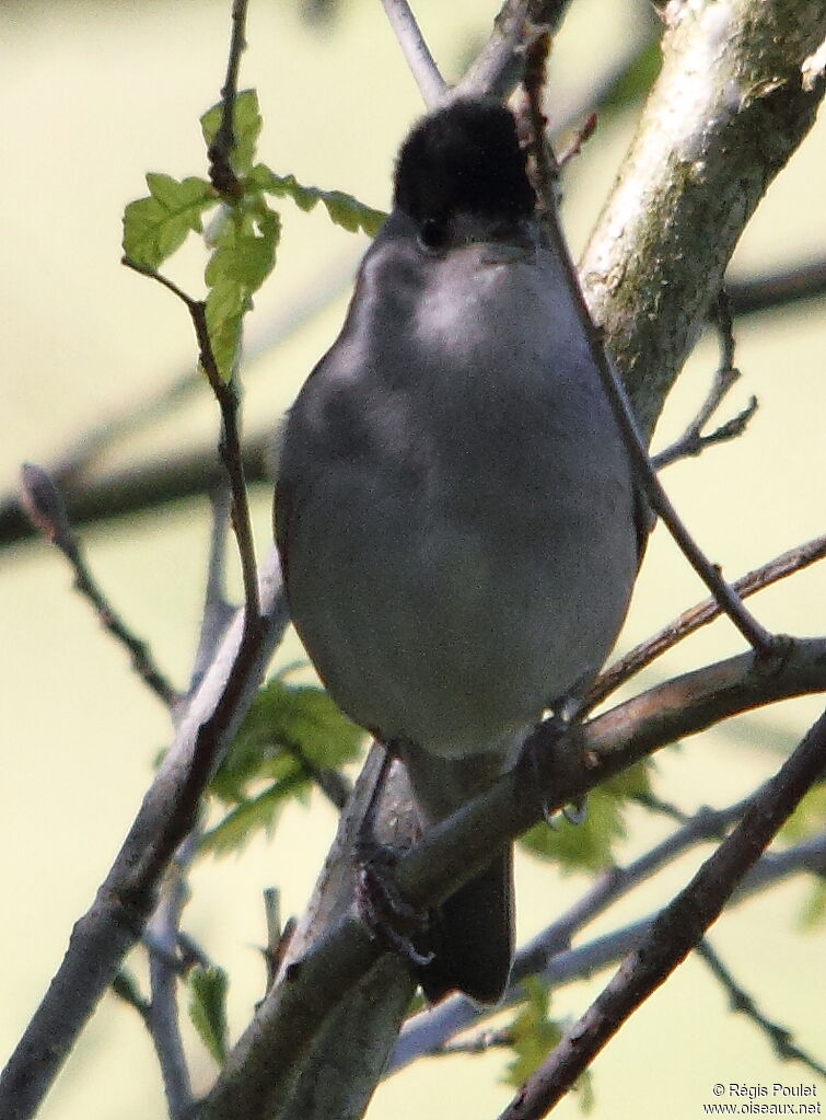 Eurasian Blackcap male adult breeding, Behaviour