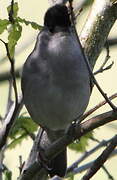 Eurasian Blackcap