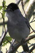 Eurasian Blackcap