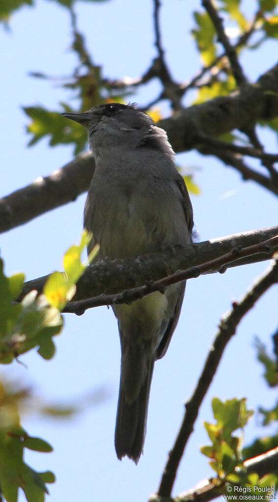 Eurasian Blackcap male adult, identification