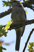 Eurasian Blackcap