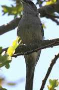 Eurasian Blackcap