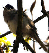 Eurasian Blackcap