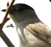 Eurasian Blackcap