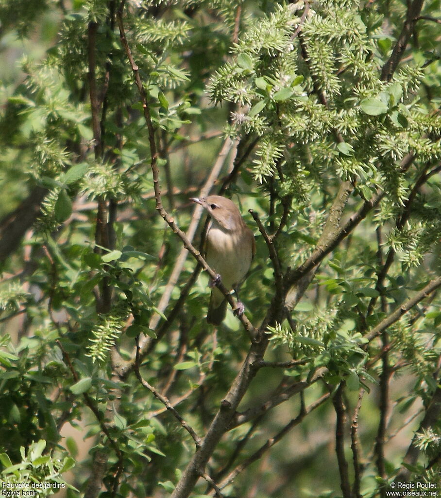 Garden Warbler