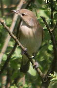 Garden Warbler