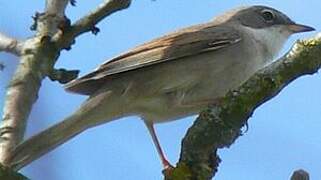 Common Whitethroat