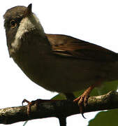 Common Whitethroat