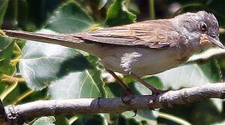 Common Whitethroat