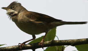 Common Whitethroat