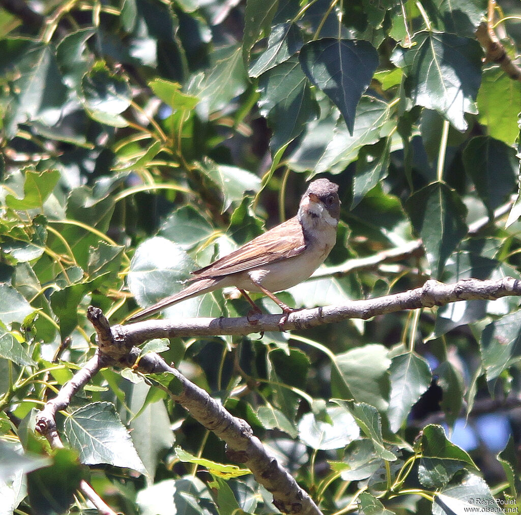 Common Whitethroatadult, identification