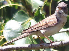 Common Whitethroat