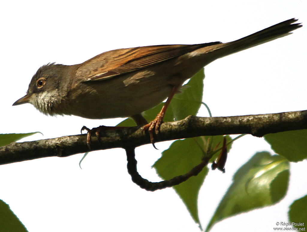 Common Whitethroatadult, identification, Behaviour