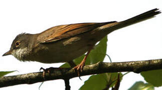 Common Whitethroat