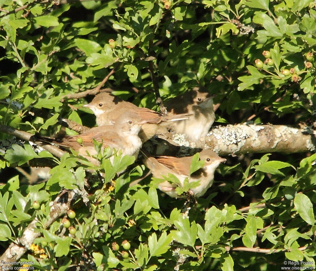 Common Whitethroat