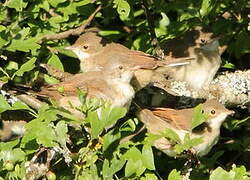 Common Whitethroat