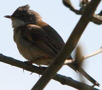 Common Whitethroat